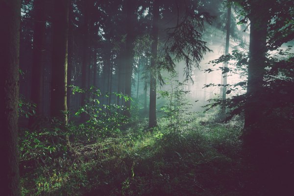 Wald Seibersbach
